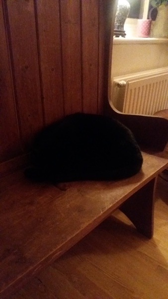 Constant begging for Dreamies