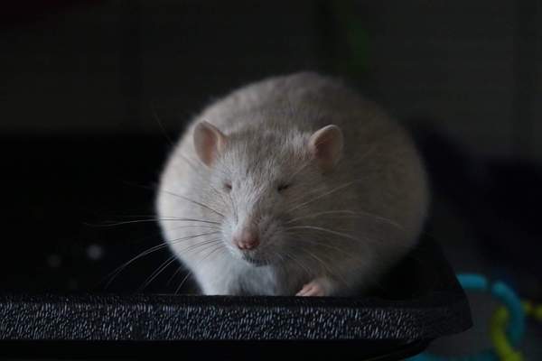 Pet Photo Thread!