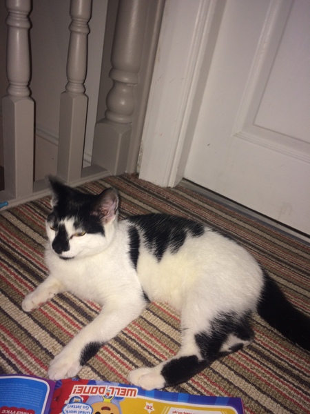 Young Cat Found