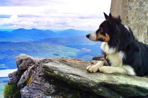 Collie troubles!!
