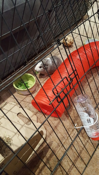 We have acquired a guinea pig, lots of questions!