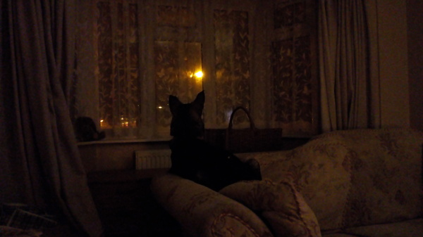 Am I the worst dog owner in the world..