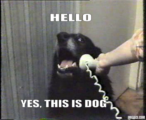 To report my neighbour because of their intruding cat!