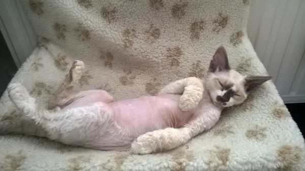 Cuddly cats