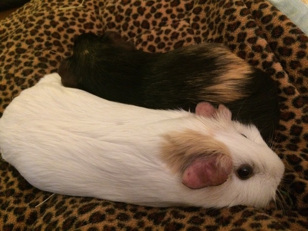 Where do your pigs live?