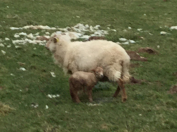 Zombie and Woolly Hugs. Our second thread! Come and find out about Candy's Hugs, all very welcome.