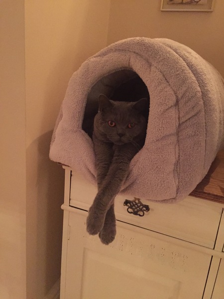 Cats are in charge