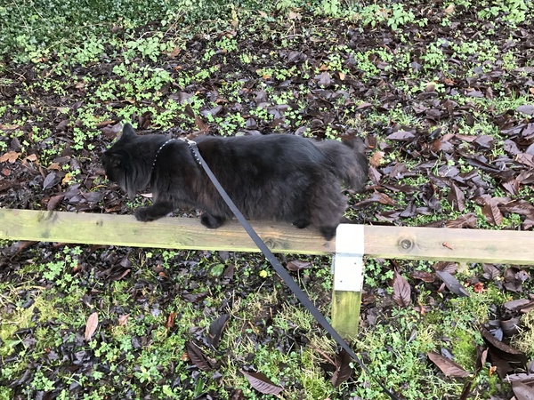 Are there breeds suitable for indoor only?