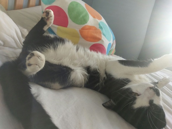 How to clean my filthy cat?