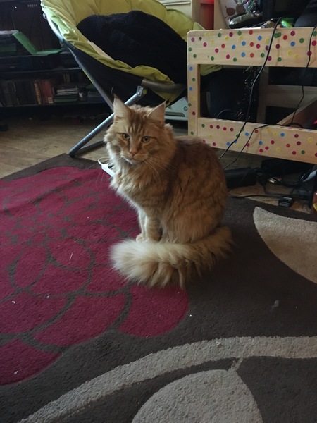 Cats loose fang