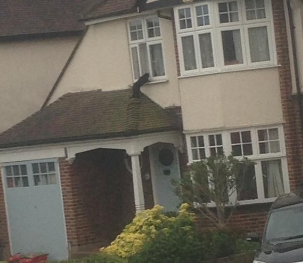 To report my neighbour because of their intruding cat!