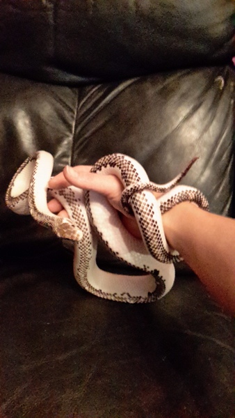 Frugaleers, keeping their frugal resolutions in the new year. Keep on, erm, resoluting!?