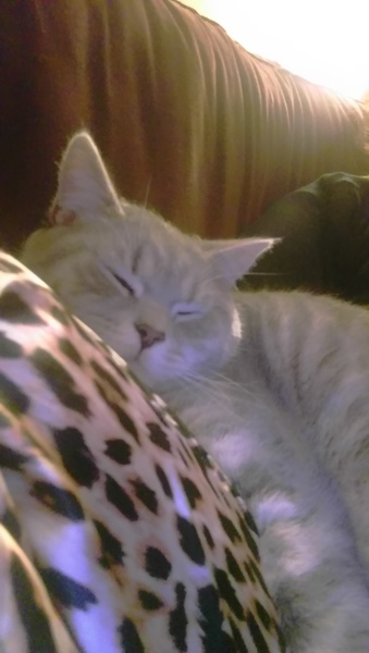 Can we have a cute kitten picture thread