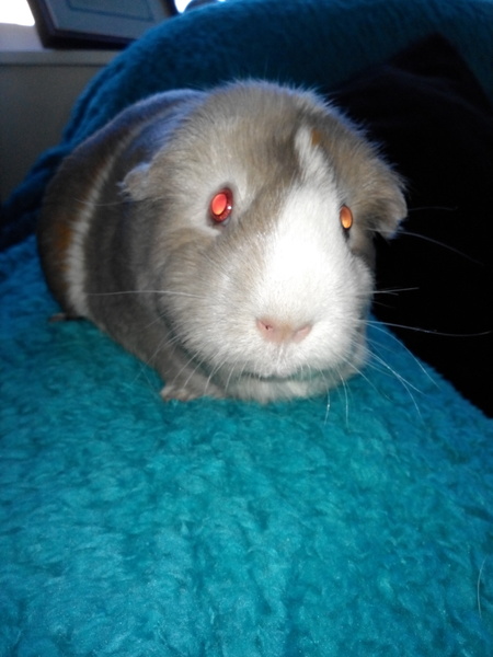 Small pet pictures thread?