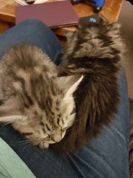 First time cat owner - what's your best piece of advice?