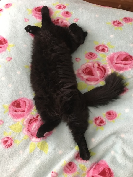 Just an excuse to post a cute cat picture