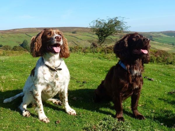 Tell me about your Cocker Spaniels :)