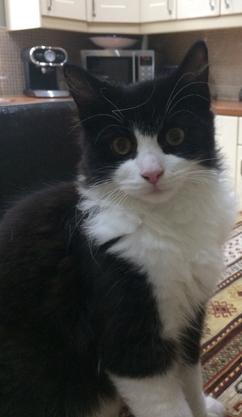 Can we have a cute kitten picture thread