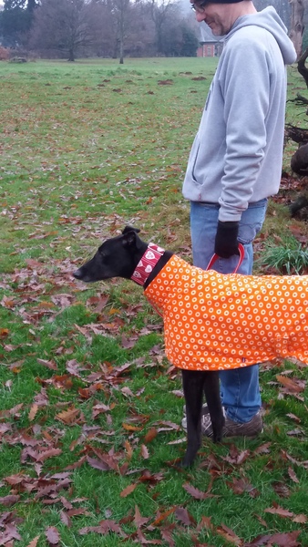 Should I get a greyhound?
