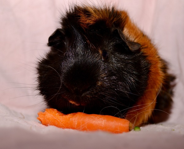 Small pet pictures thread?