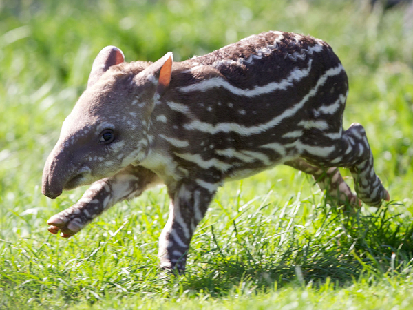 Cute baby animals!! Totally not feminist