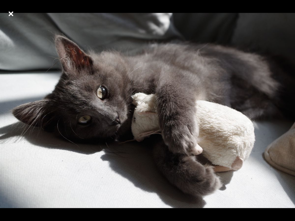 Can we have a cute kitten picture thread
