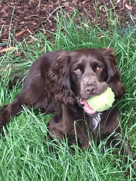 Tell me about your Cocker Spaniels :)