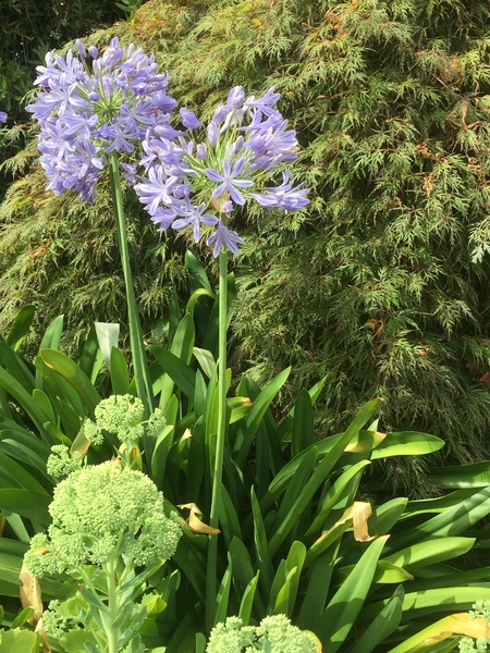 Home fires, candles and gin for zombie