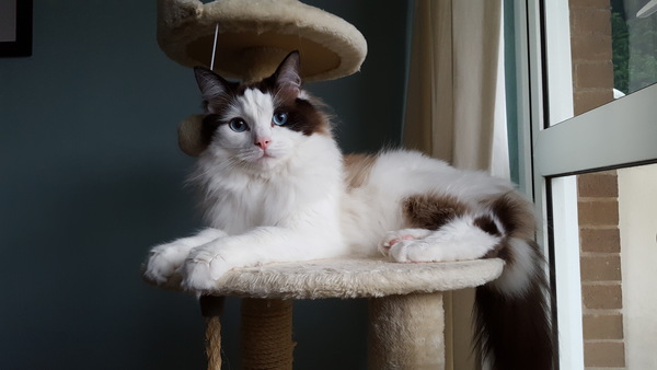What's the best type of breed of cat to have with kids?