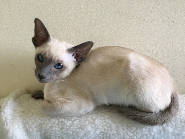 Can we have a cute kitten picture thread