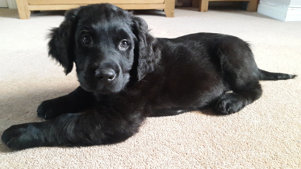 Getting up to let the puppy out