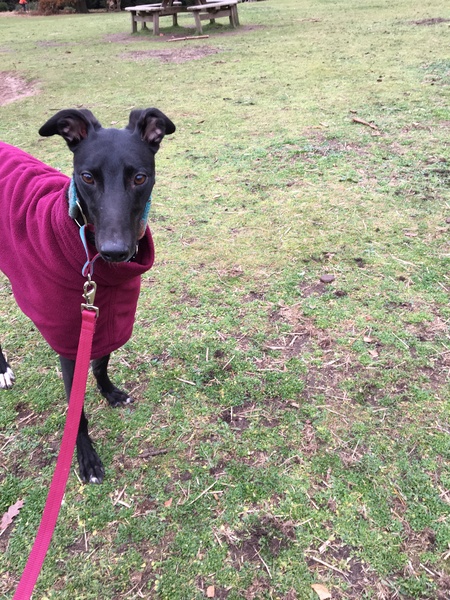 Should I get a greyhound?