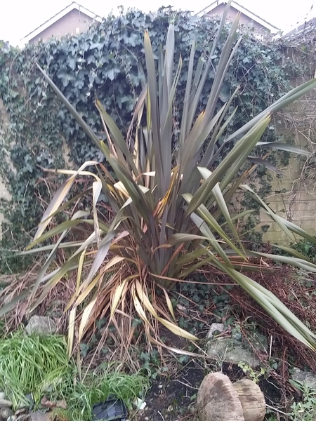 Can anyone ID this plant plz.....