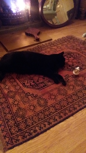 Constant begging for Dreamies