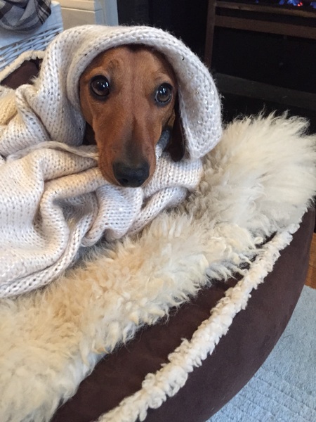 Does anyone have a dachshund?