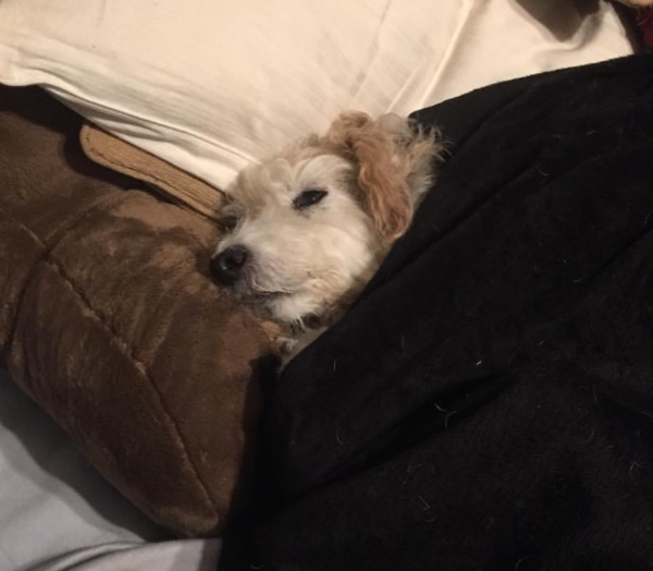 to pick my dog over my boyfriend?