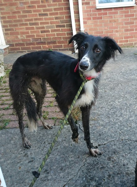 Why's it so difficult to find a dog to rehome?