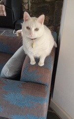 Pet Photo Thread!