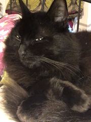 Apparently cats have no facial expressions