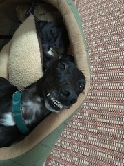 Should I get a greyhound?