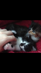 Two kittens easier than one?