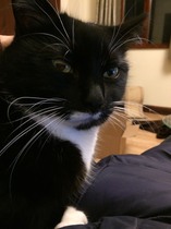 Cats are in charge