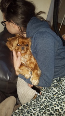 Tell me about Cavalier King Charles Spaniels