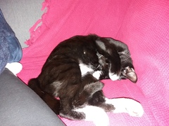 Can you change an adopted pets name?