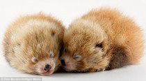 Cute baby animals!! Totally not feminist