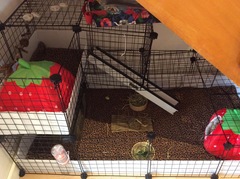 Where do your pigs live?