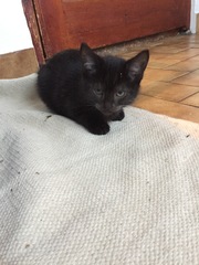 I'm no longer the only female in the house...