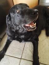 my old dog - please help me work out when enough is enough