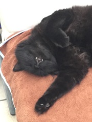 What's the best type of breed of cat to have with kids?