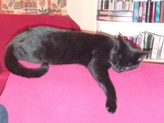 Can you change an adopted pets name?